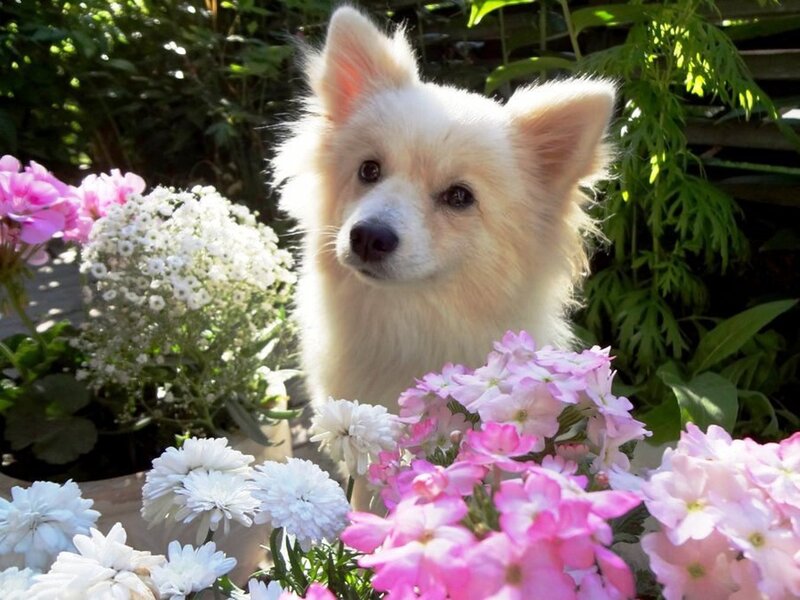 White Dog Among Flowers