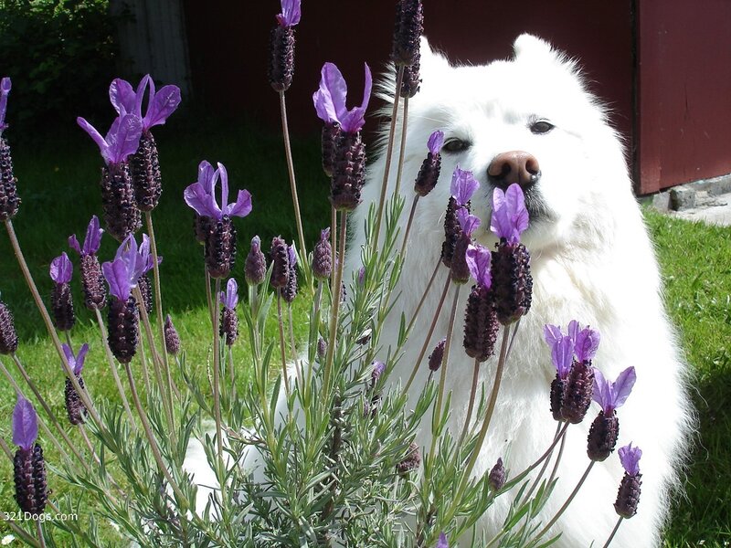 White dog among lavender flowers