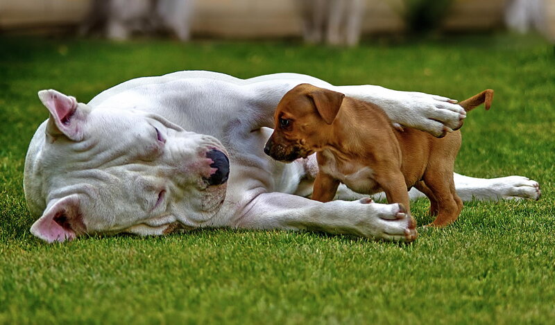 White Dog and Brown Puppy