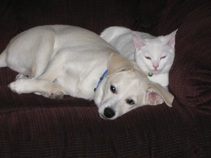 White Dog and Cat — Calm, Photograph
