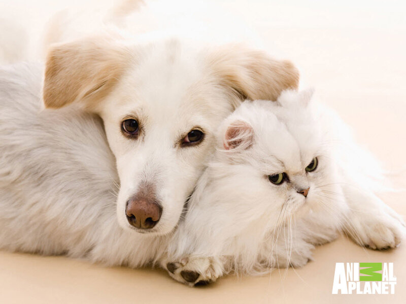 White Dog and Cat — Calm