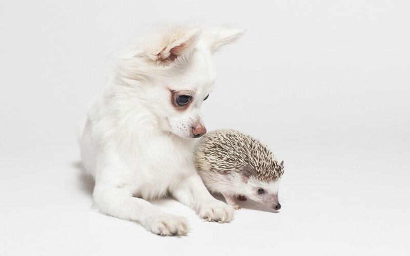 White Dog and Hedgehog