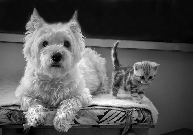 White Dog and Kitten