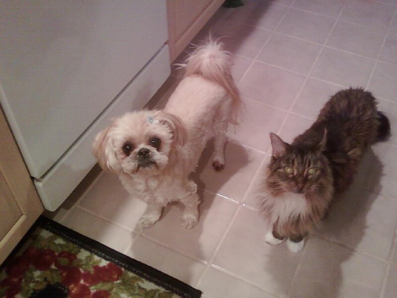White Dog and Long-haired Cat