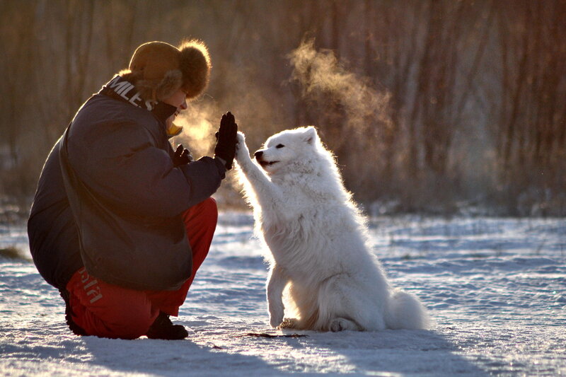 White Dog and Person