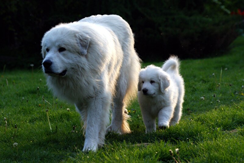 White Dog and Puppy