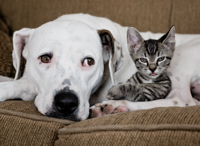 White Dog and Tabby Kitten