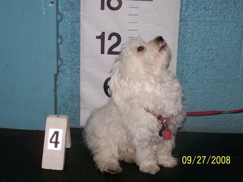 White dog at a show