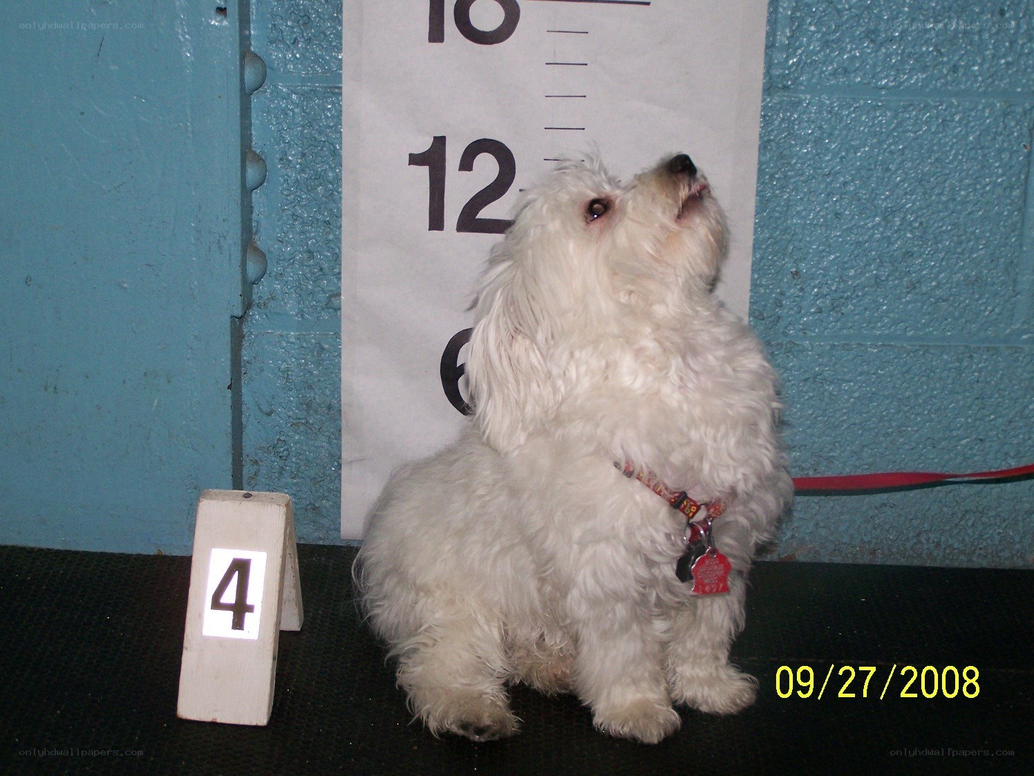 White dog at a show