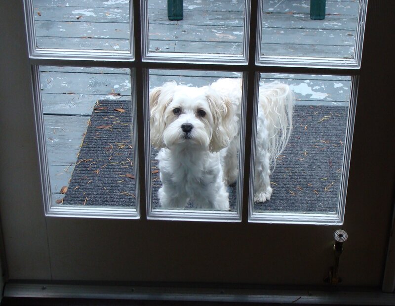 White Dog at Door — Calm