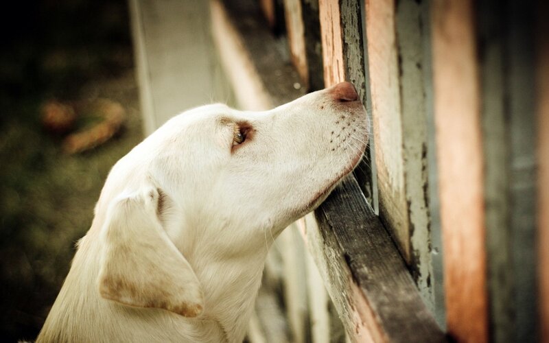 White Dog at Fence