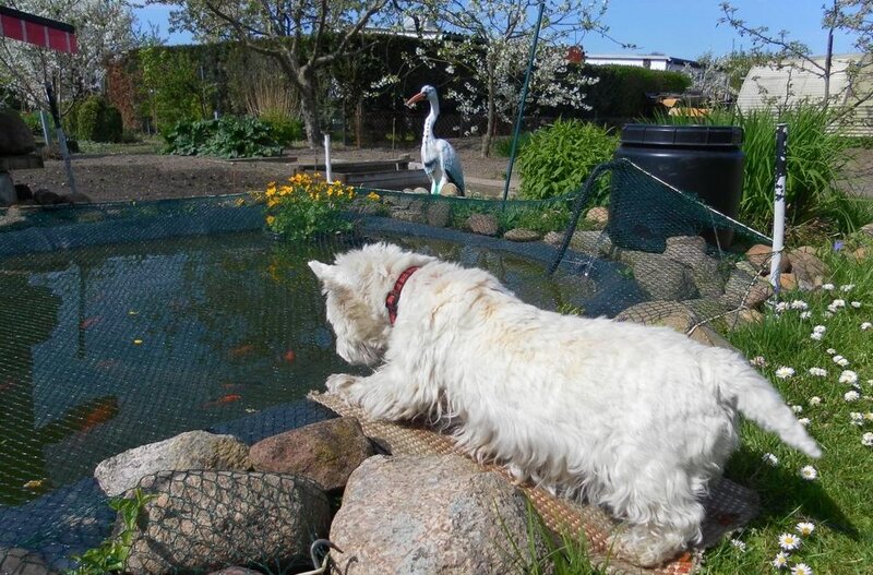 White Dog at Pond