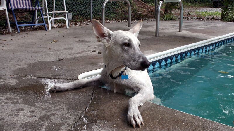 White Dog at Pool Edge