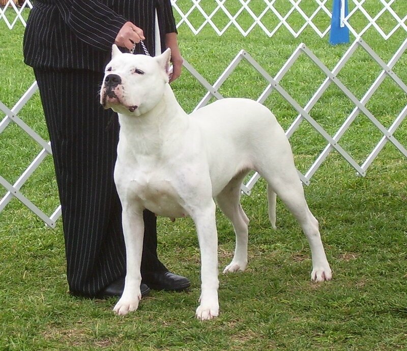 White Dog at Show