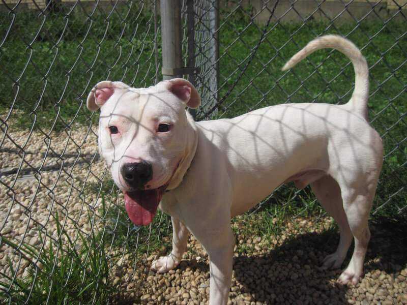white dog behind fence