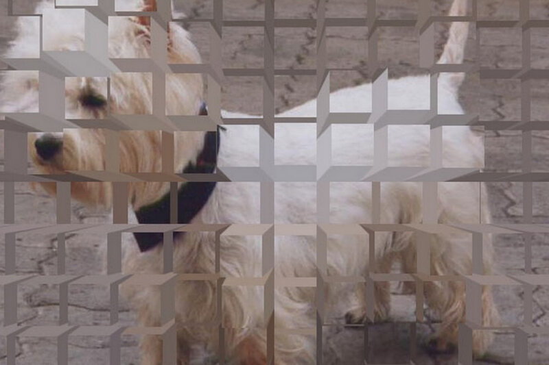 White Dog Behind Grid