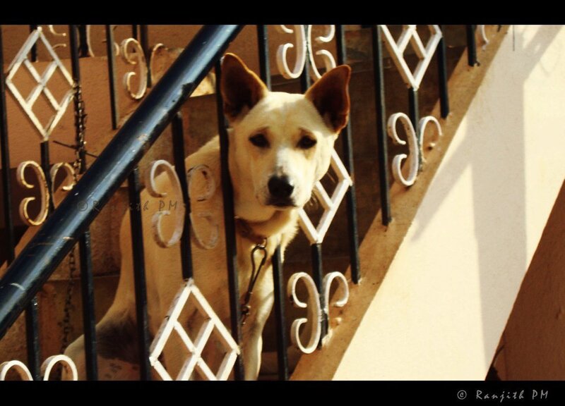 White Dog Behind Railing