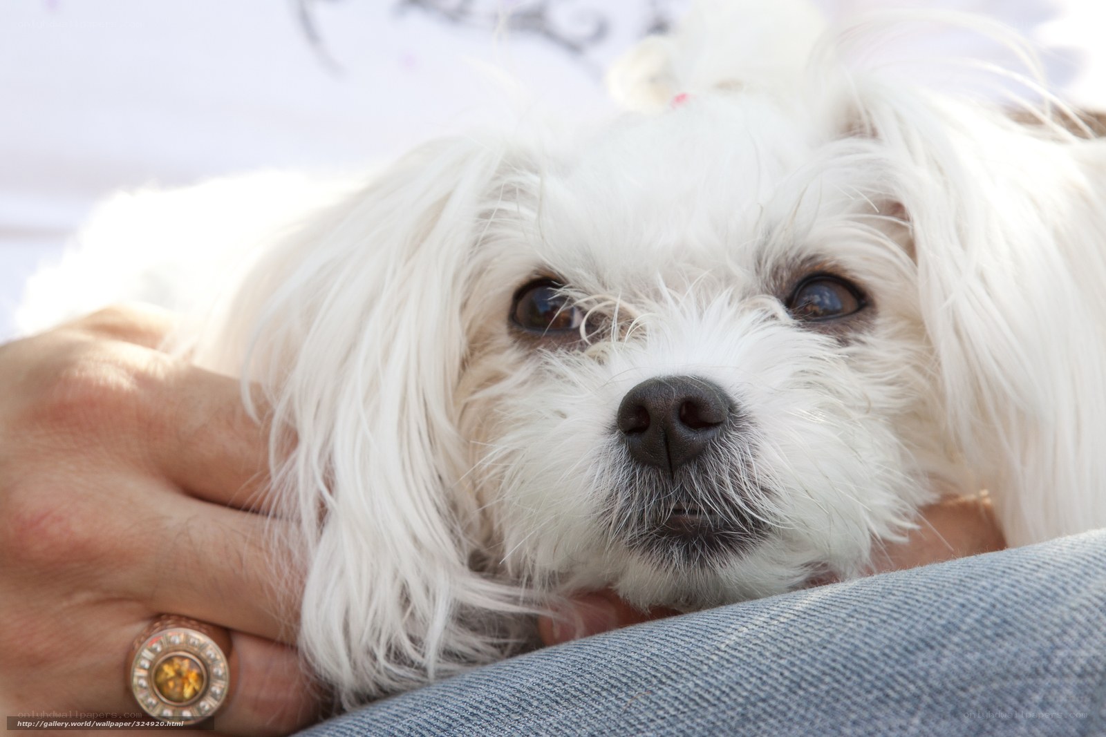 White dog being held