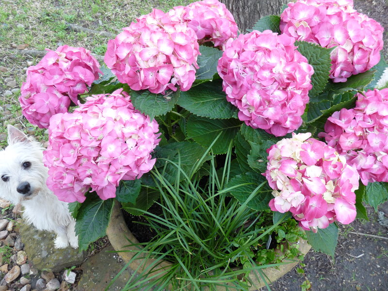 White Dog Beside Hydrangeas