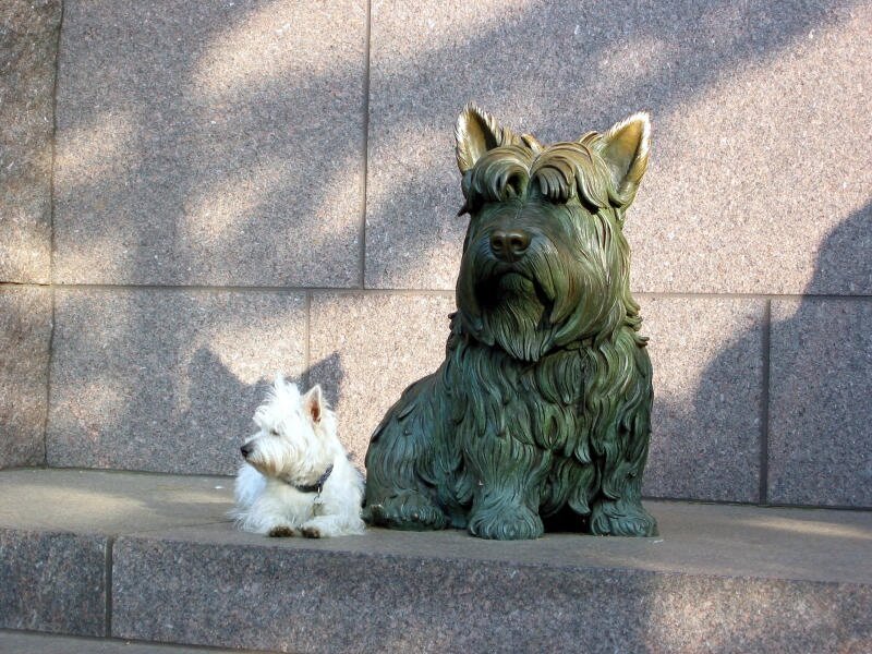White Dog Beside Statue
