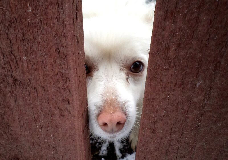 White Dog Between Fence