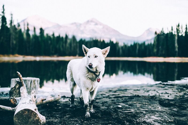 White Dog by Lake