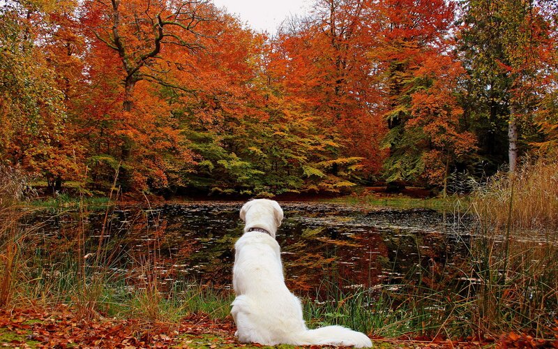 White Dog by Pond — Orange, Serene