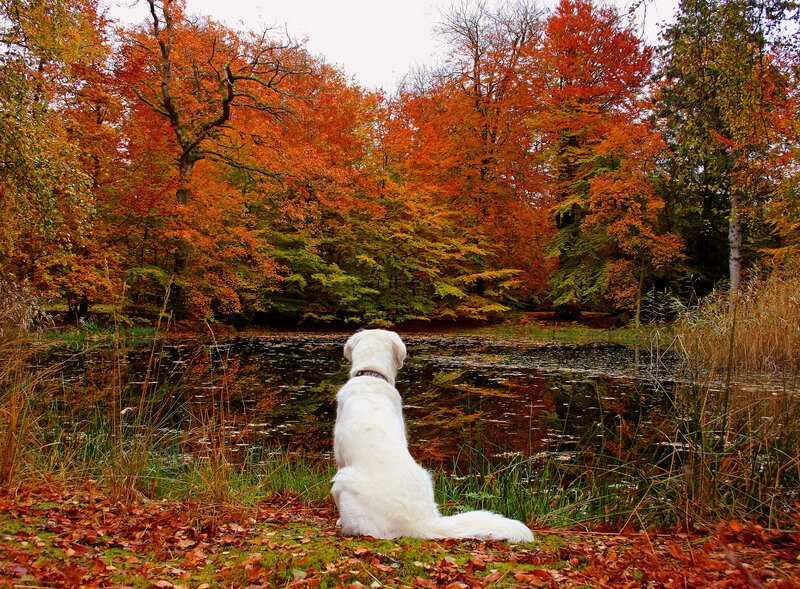 White Dog by Pond — Orange