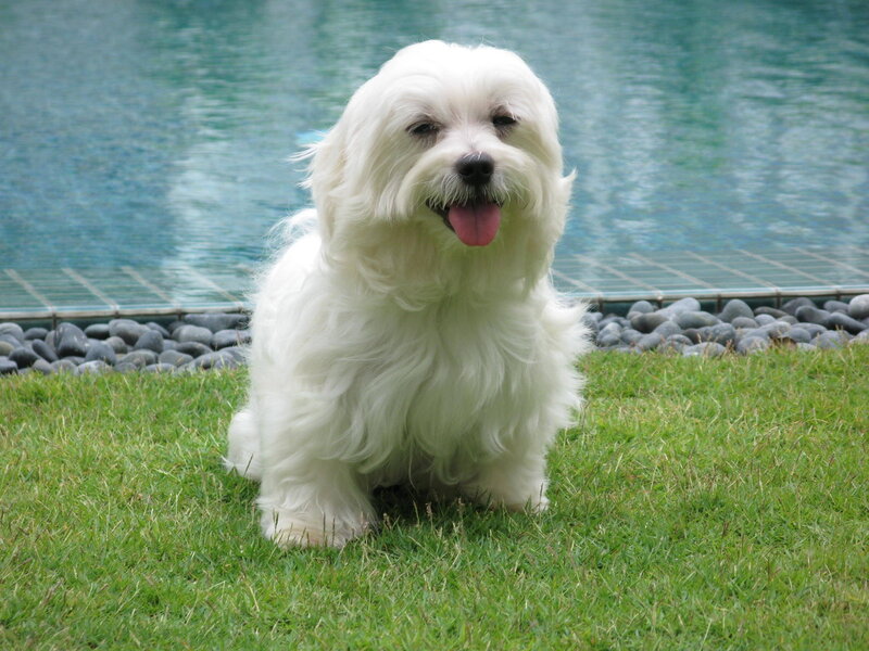 White dog by the pool