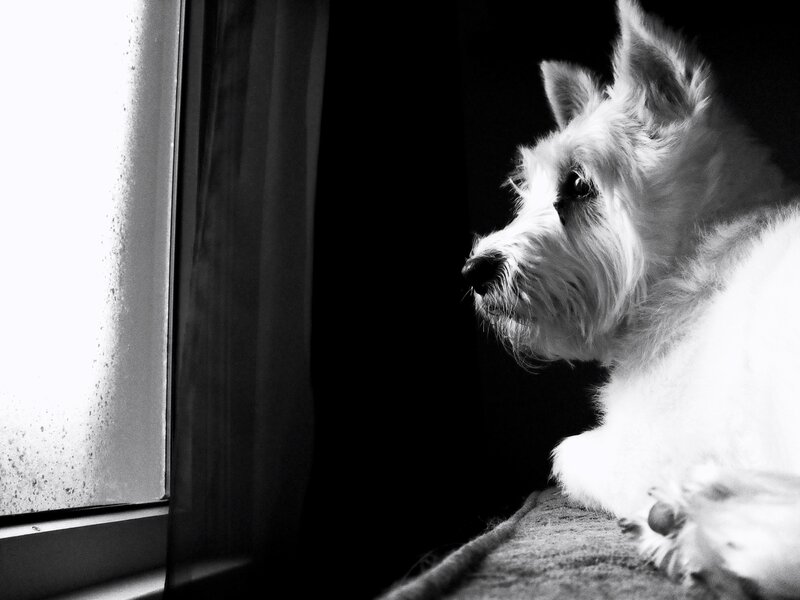 White Dog by Window