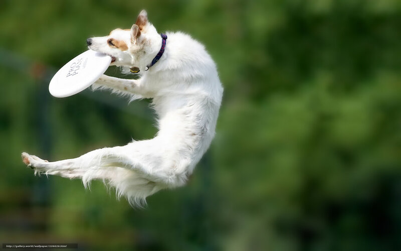 White Dog Catching Frisbee