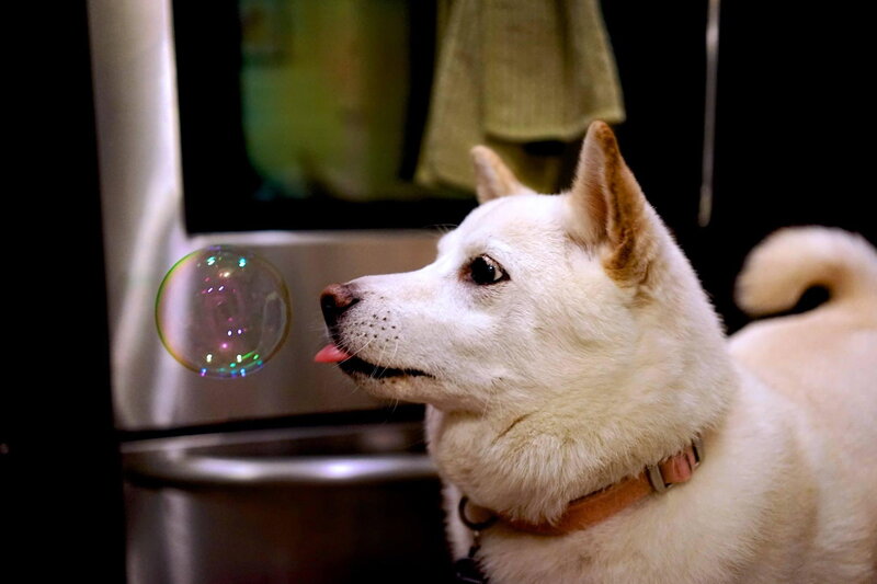 White Dog Chasing Bubble