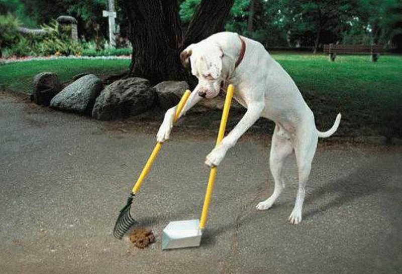 White Dog Cleaning Poop
