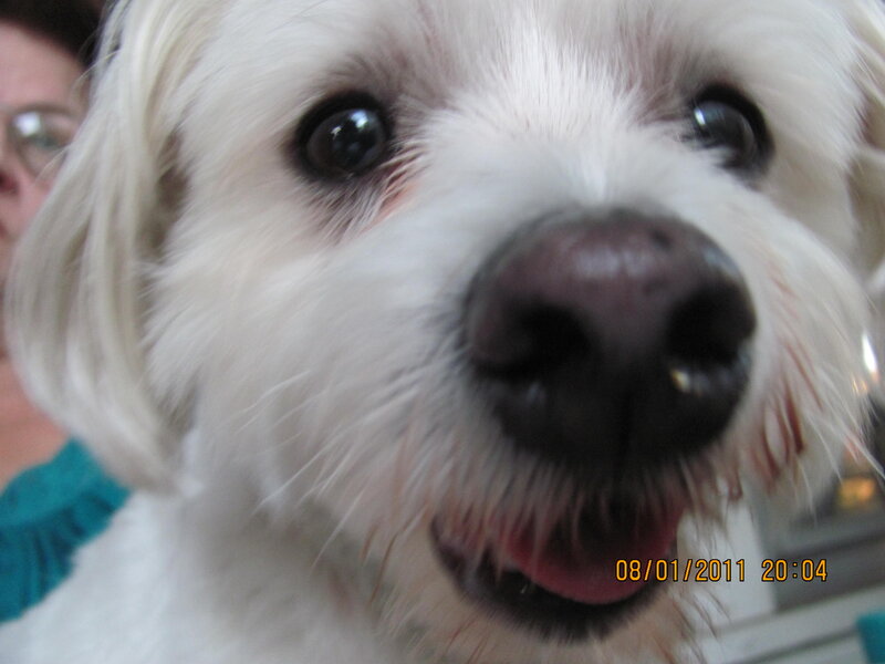 White Dog Close-up — Curious