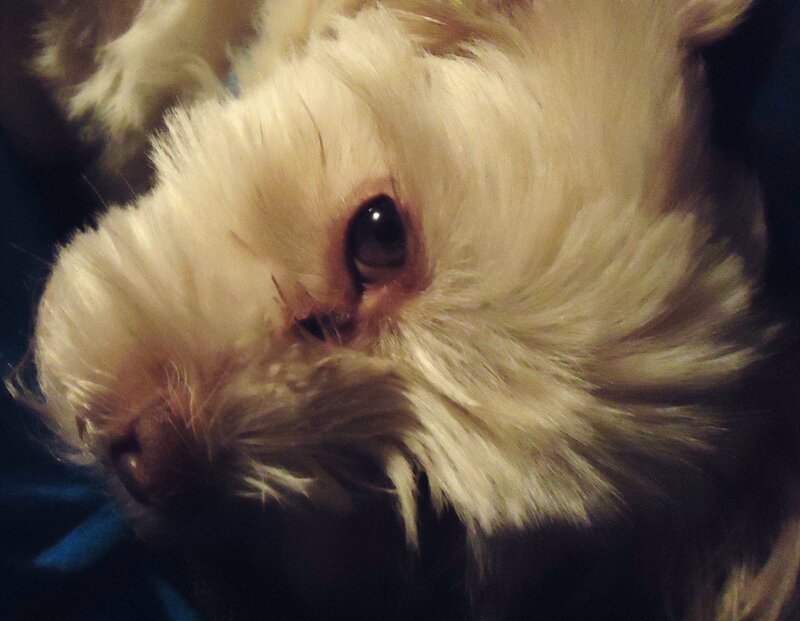 White Dog Close-up
