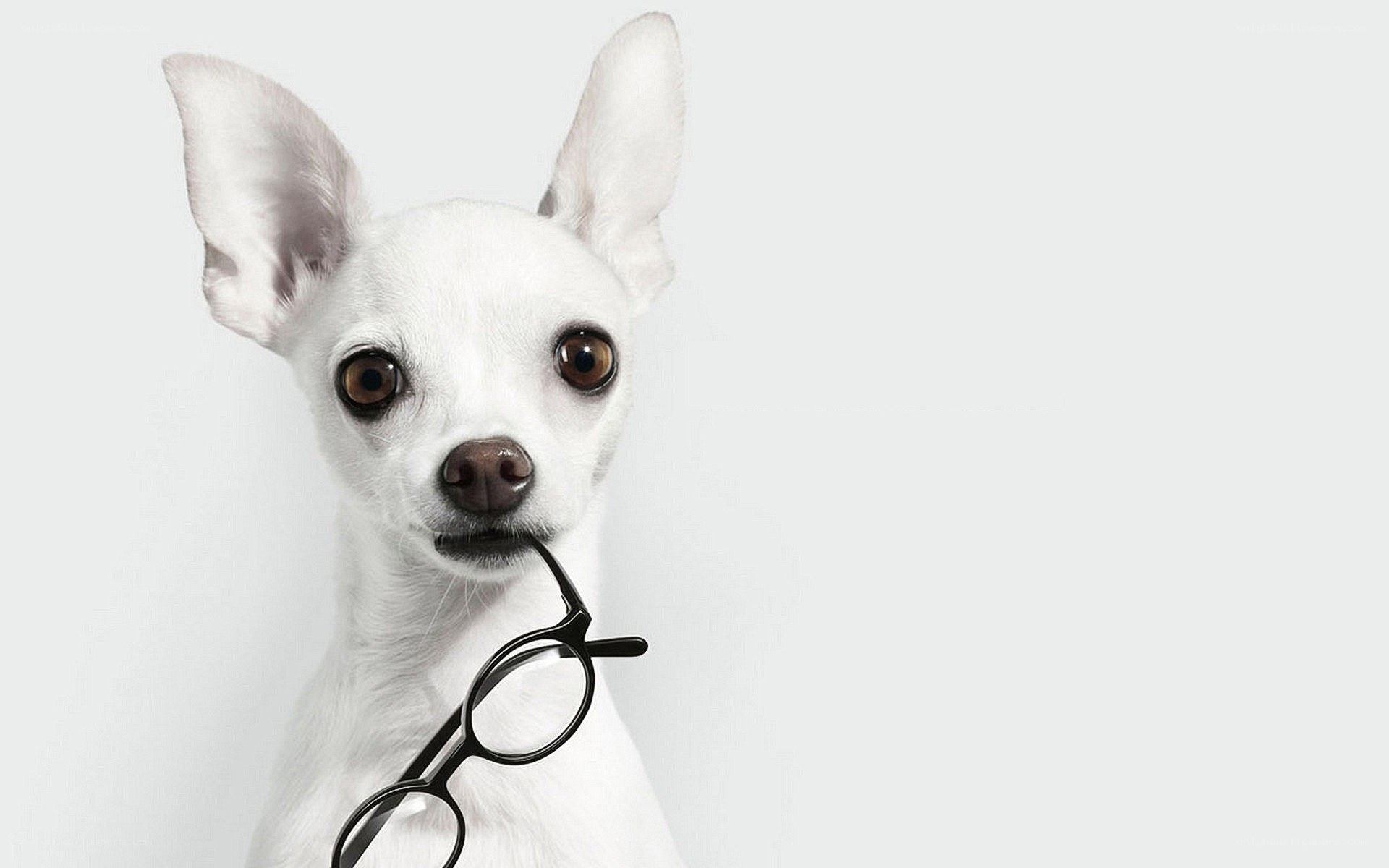 white dog holding glasses