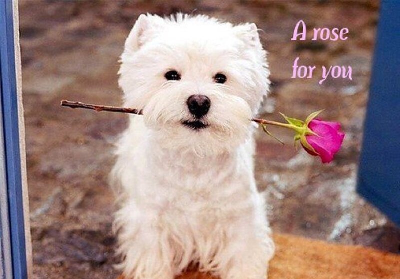 White Dog Holding Rose