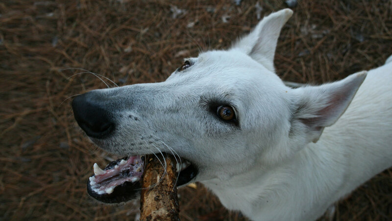 White Dog Holding Stick