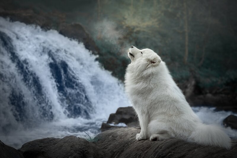 White Dog Howling