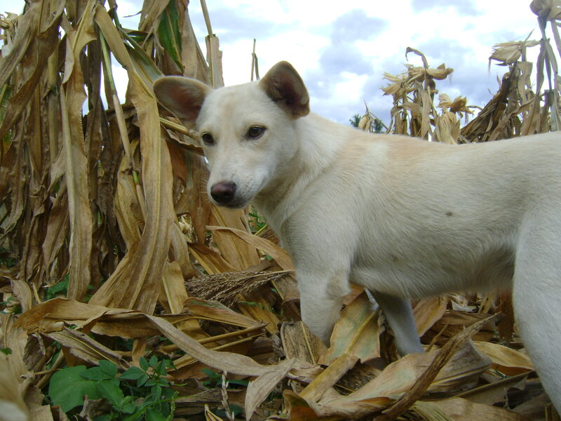 White dog in a cornfield