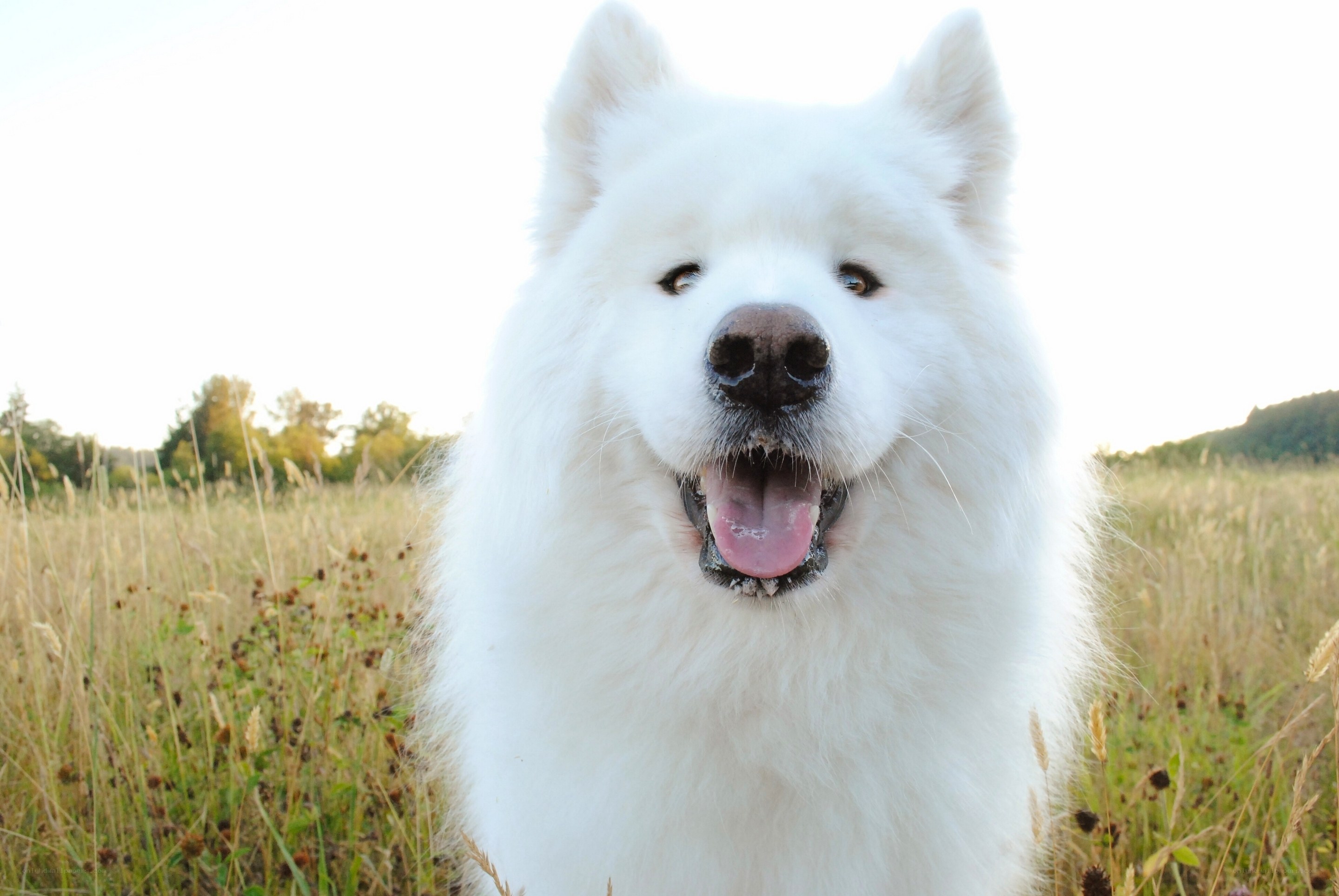 white dog in a field