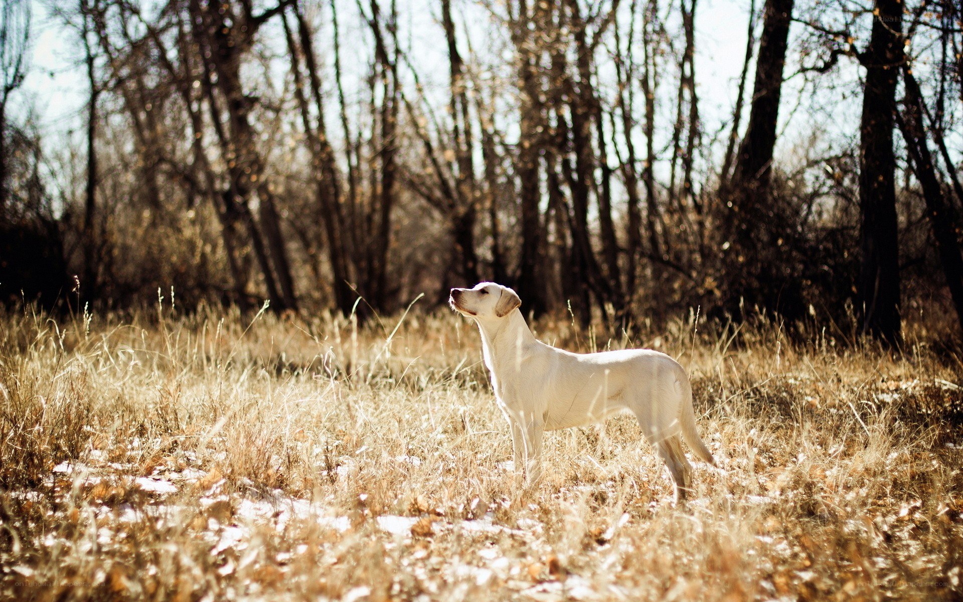 White dog in a field