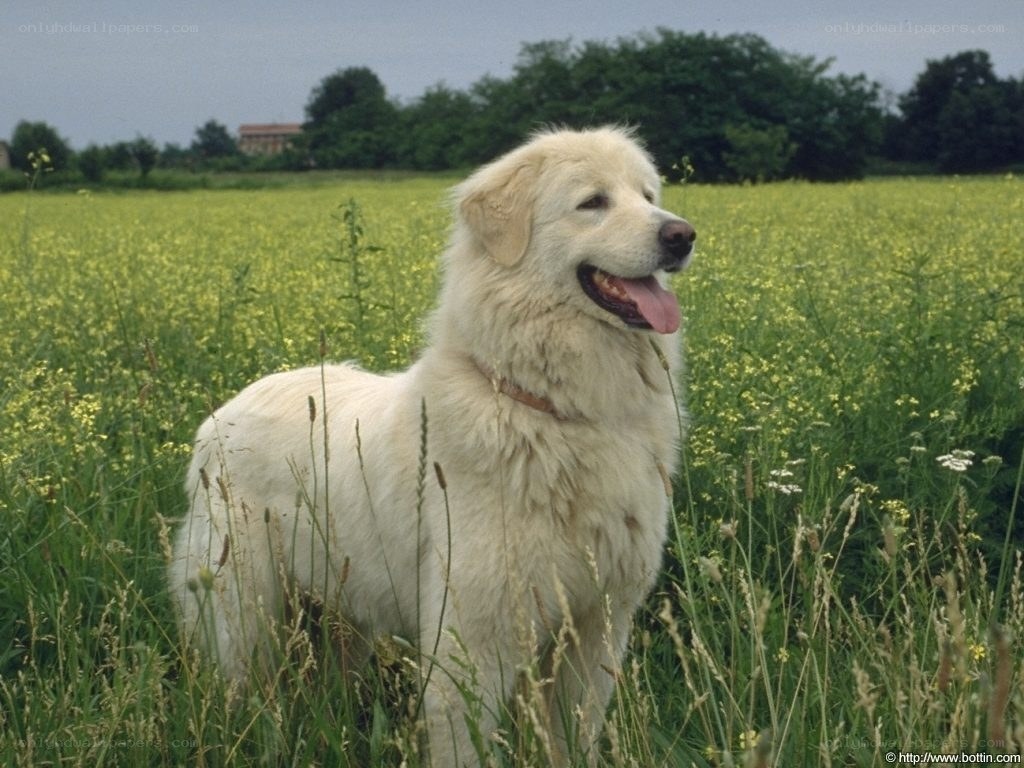 White dog in a field
