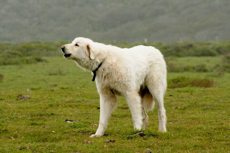 white dog in a field