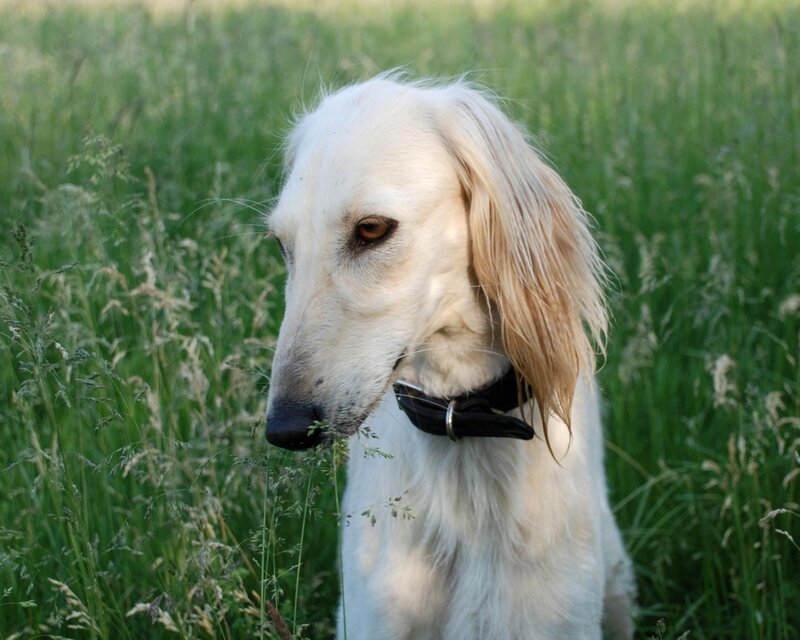 white dog in a field