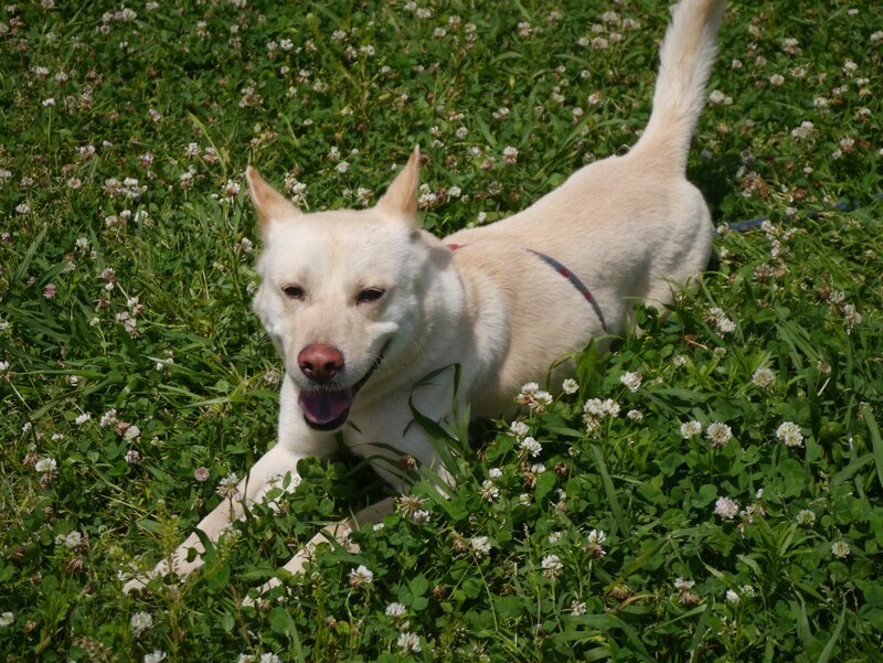 White dog in a field of clover