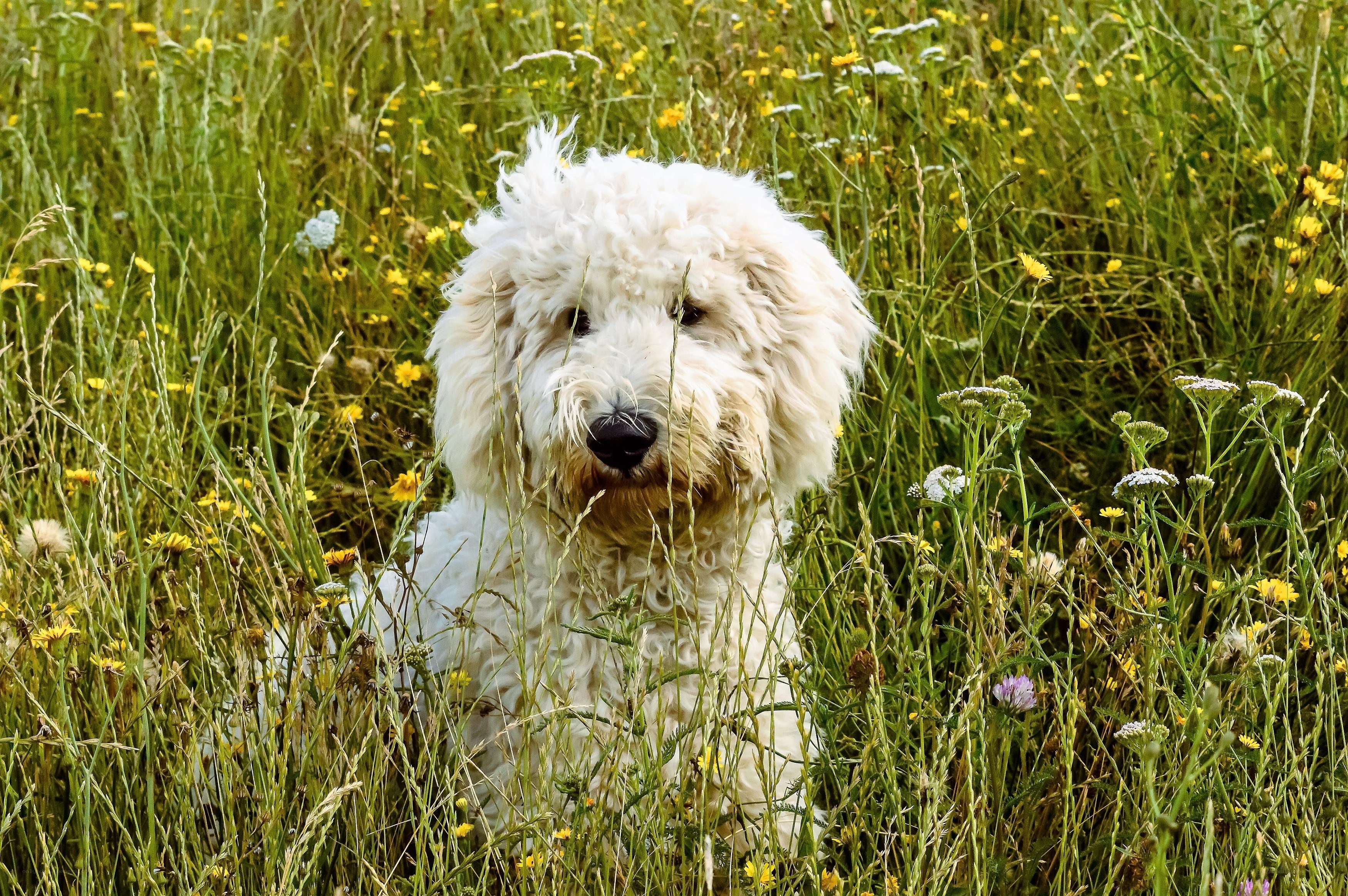 White dog in a field of flowers