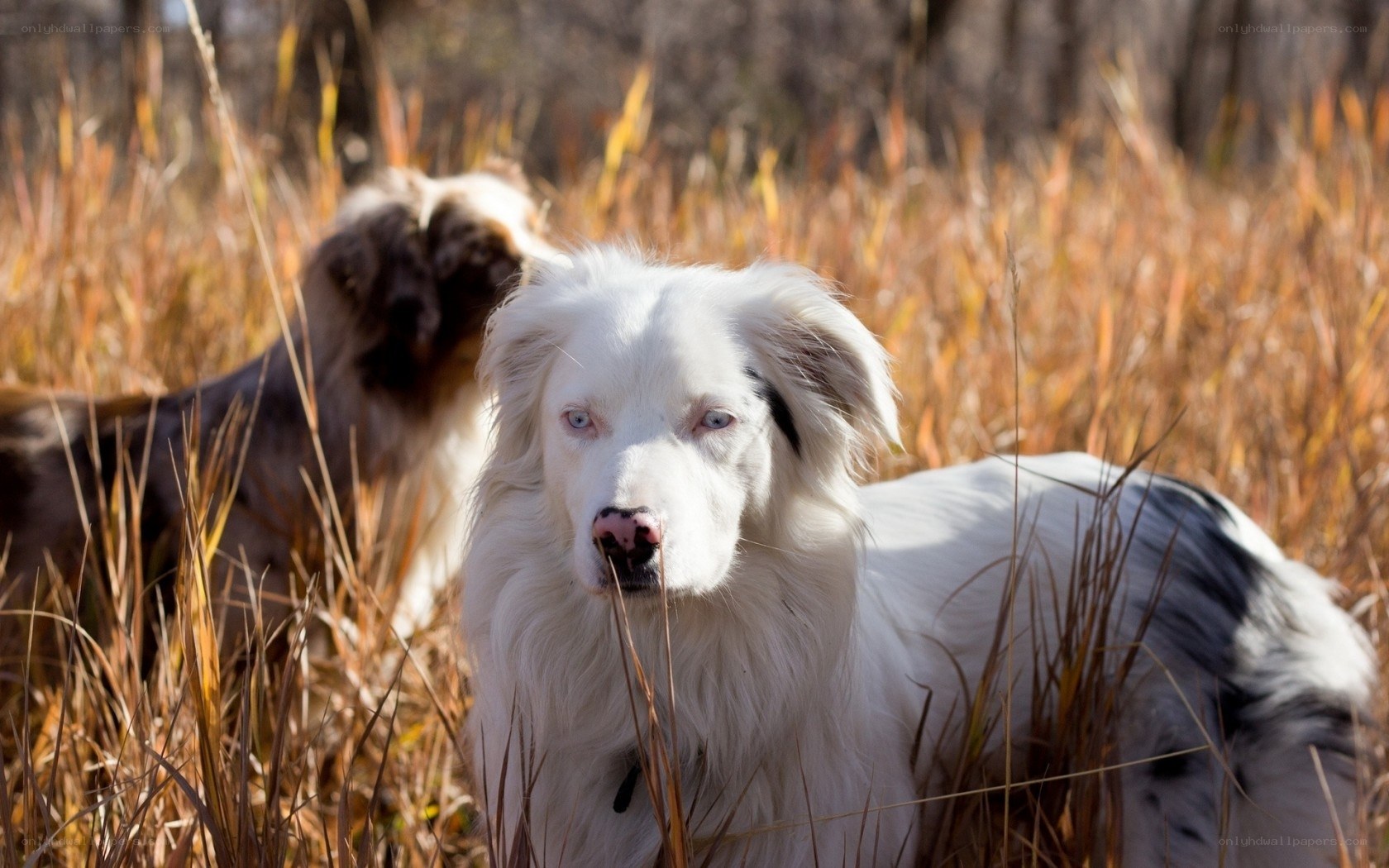 White dog in a field