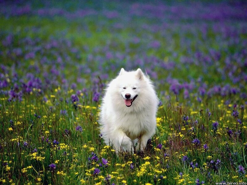White dog in a flower field