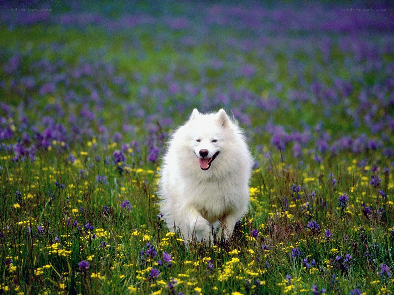 White dog in a flower field